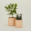 Franklin Self Watering Planter - Apricot -ferm LIVING Store GLT.800.10.XXX .095 b2